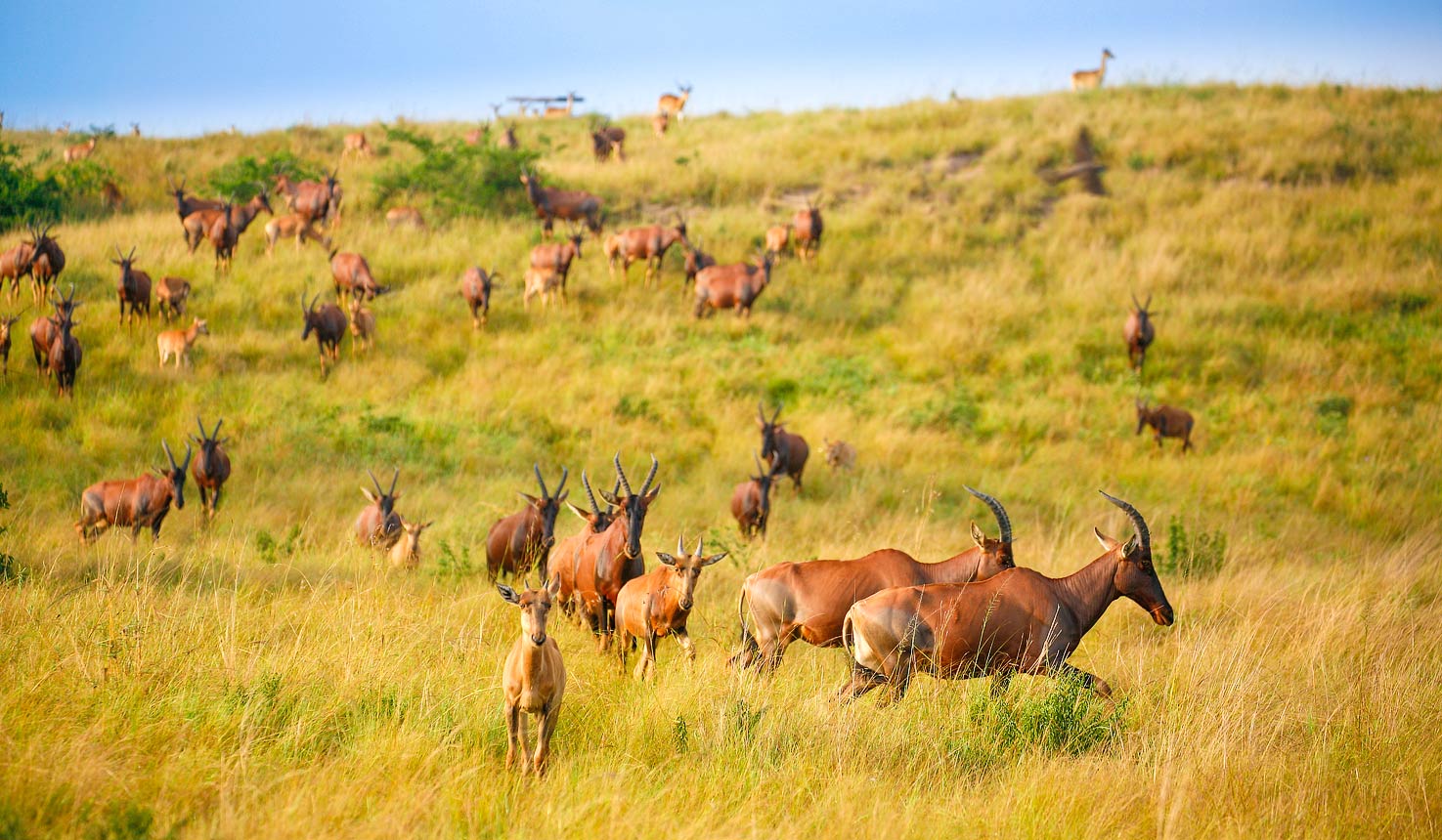 Game Drives, Queen Elizabeth National Park